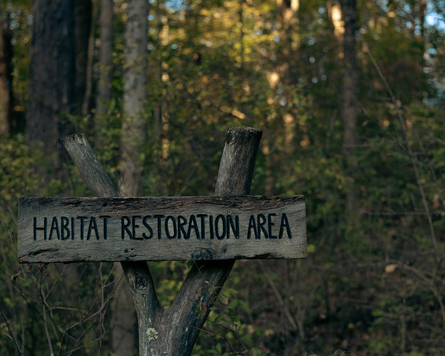 pexels-photo-28977716